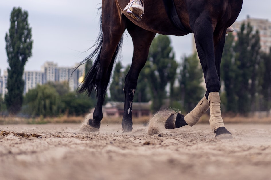 The Future of Horse Racing Predictions